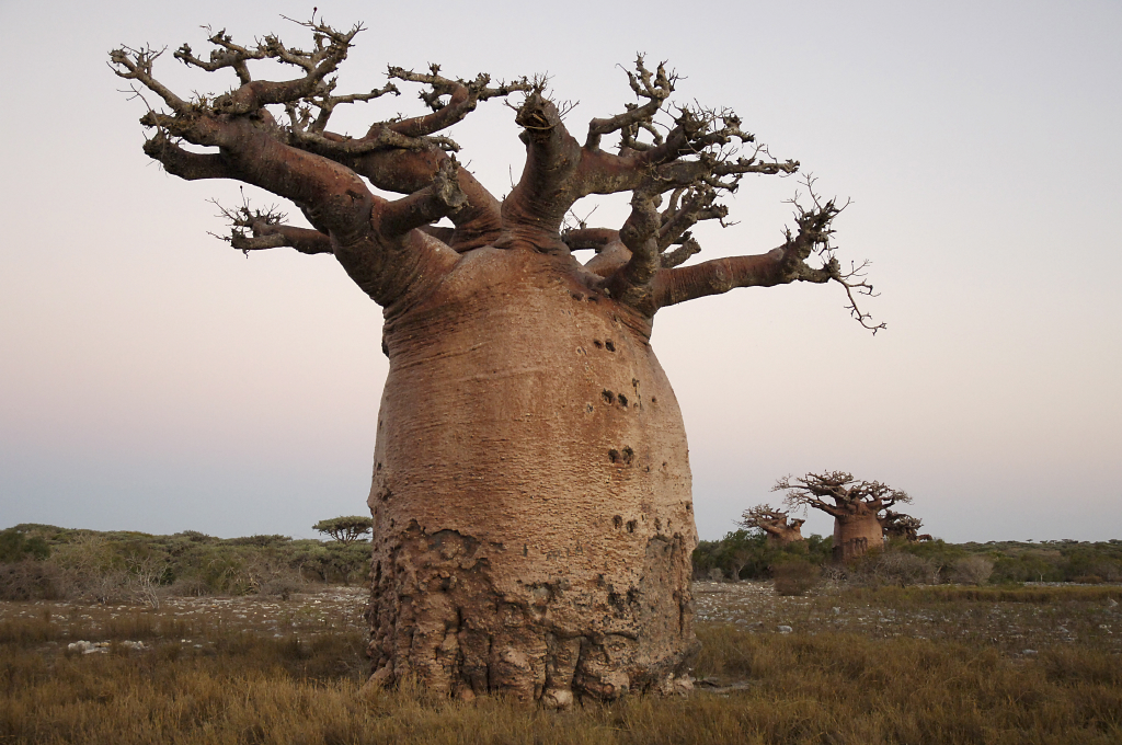      http://www.julielarsenmaher.com/wp-content/uploads/2012/09/Julie-Larsen-Maher-2237-madagascar-baobab-landscape.jpg                                      